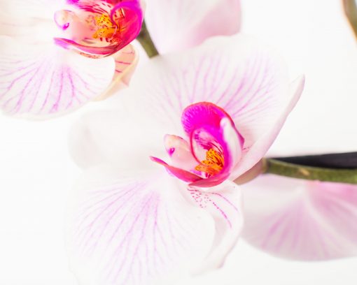 Phalaenopsis Orchid Bouquets - Image 6