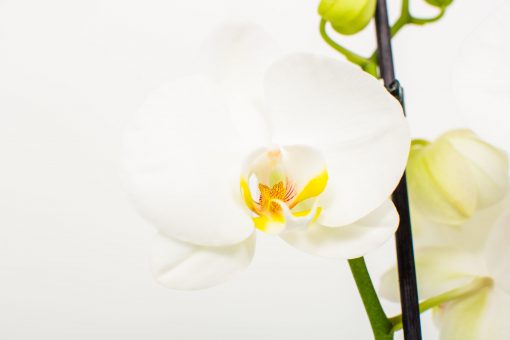 Phalaenopsis Orchid Bouquets - Image 22