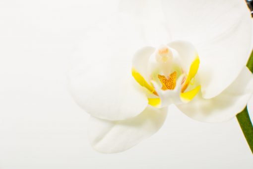 Phalaenopsis Orchid Bouquets - Image 14