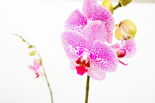 Phalaenopsis Orchid Bouquets - Image 11