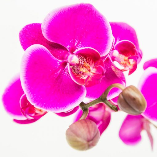 Phalaenopsis Orchid Bouquets - Image 3