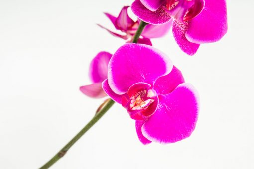 Phalaenopsis Orchid Bouquets - Image 10