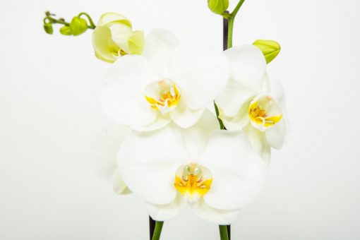 Phalaenopsis Orchid Bouquets - Image 18