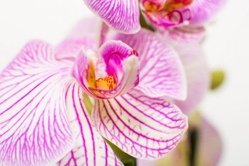 Phalaenopsis Orchid Bouquets - Image 23