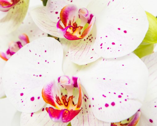 Phalaenopsis Orchid Bouquets