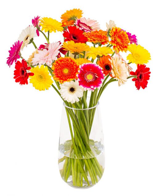 Gerbera Flower Subscriptions