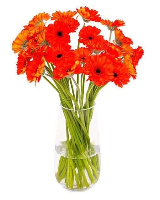 Gerbera Flower Subscriptions - Image 19