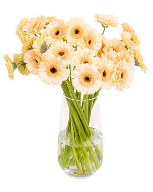 Gerbera Flower Subscriptions - Image 18