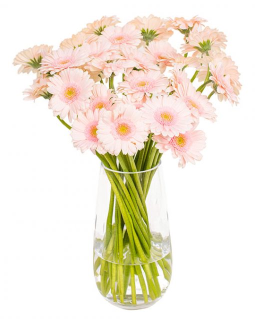 Gerbera Flower Subscriptions - Image 17