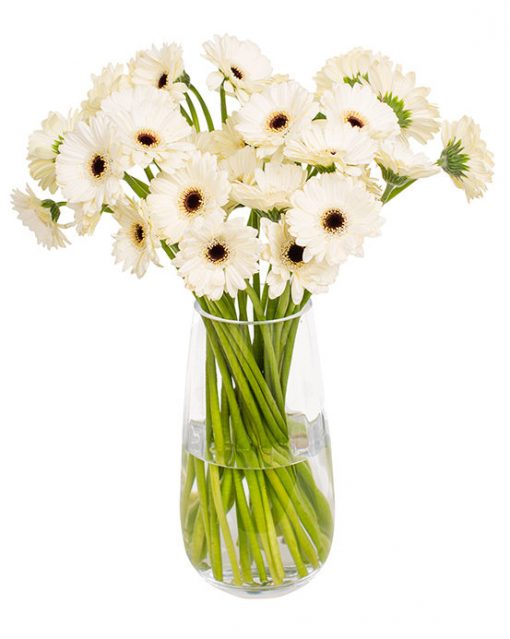 Gerbera Flower Subscriptions - Image 16