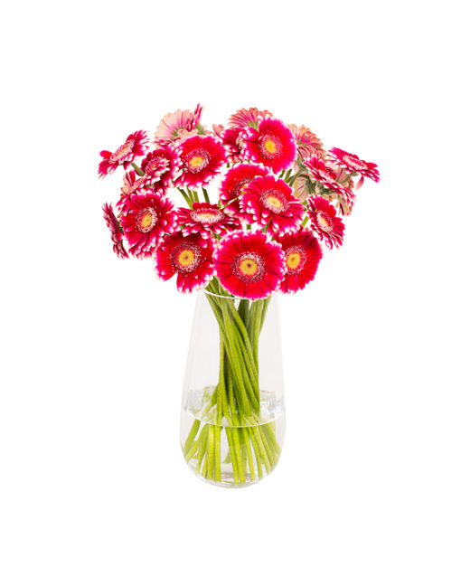 Gerbera Flower Subscriptions - Image 15