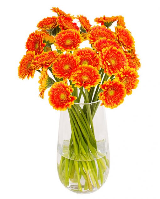 Gerbera Flower Subscriptions - Image 13