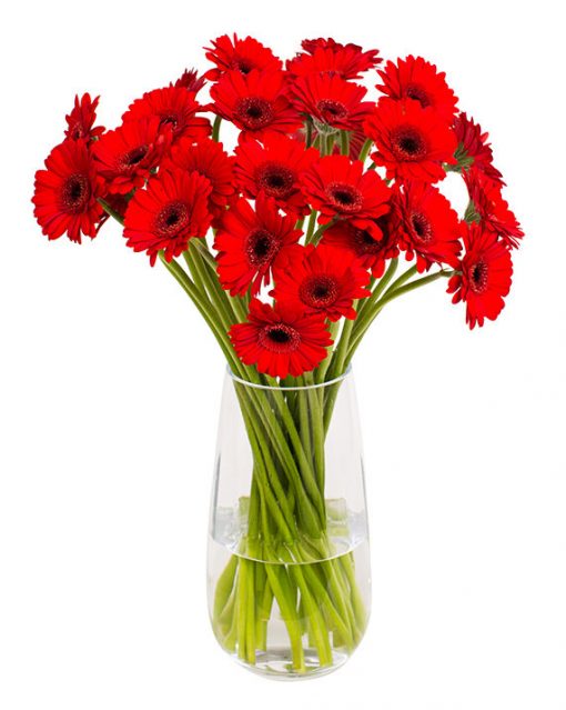 Gerbera Flower Subscriptions - Image 11