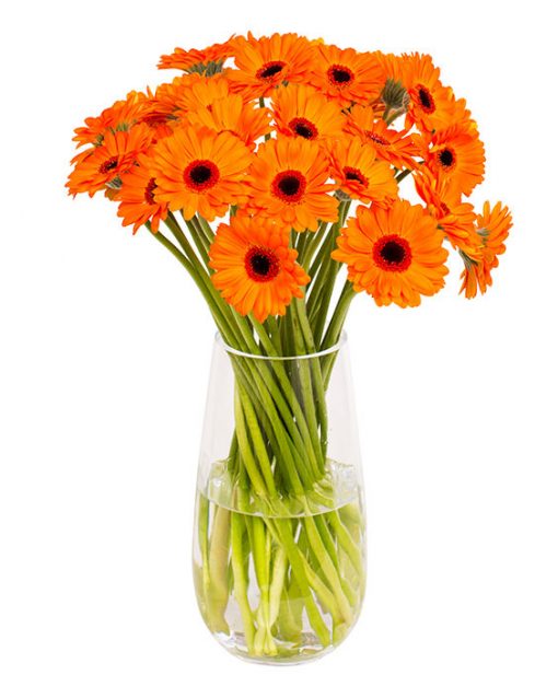 Gerbera - Orange & Black Eyes