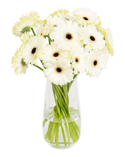 Gerbera Flower Subscriptions - Image 8