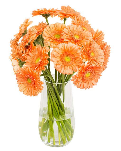 Gerbera Flower Subscriptions - Image 4