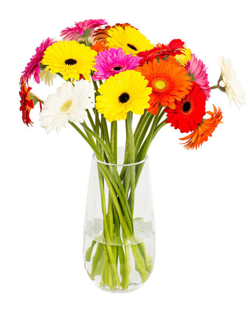 Gerbera - Mixed Extravaganza