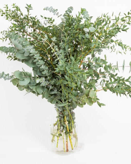 Eucalyptus Bouquets - Mixed