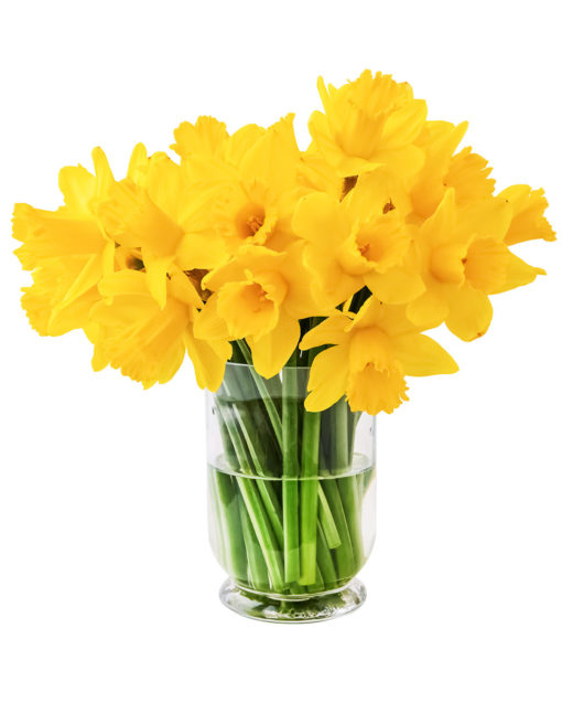 Daffodils - Image 2