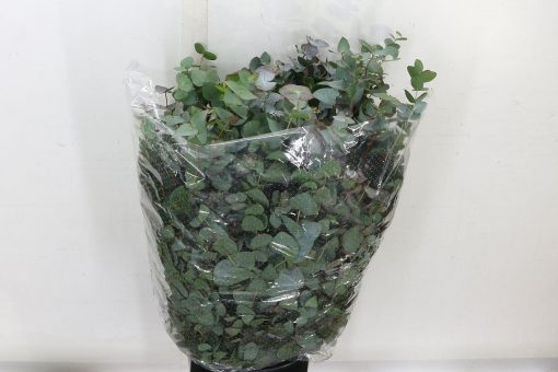 Eucalyptus Bouquets - Mixed - Image 6