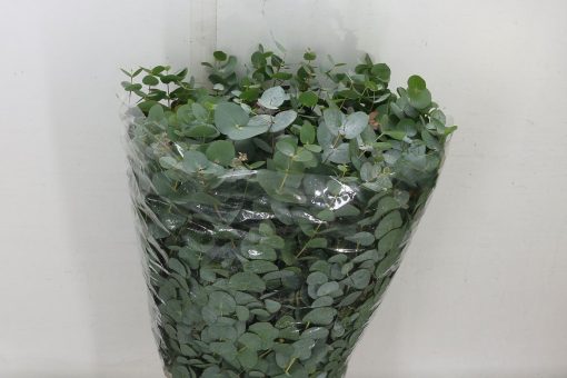 Eucalyptus Bouquets - Mixed - Image 11