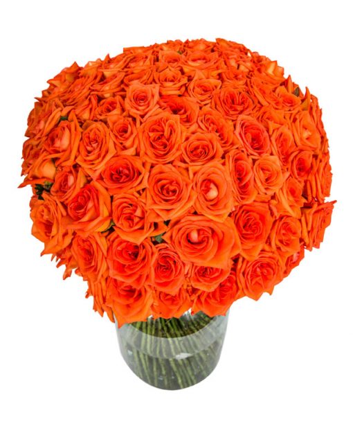 100 Long Stemmed Orange Roses - 100 Orange Roses, Fresh Orange Roses, Orange Roses Delivery UK, Orange Roses Bouquet, Orange Roses UK, Orange Roses Delivery, Orange Rose Bouquet