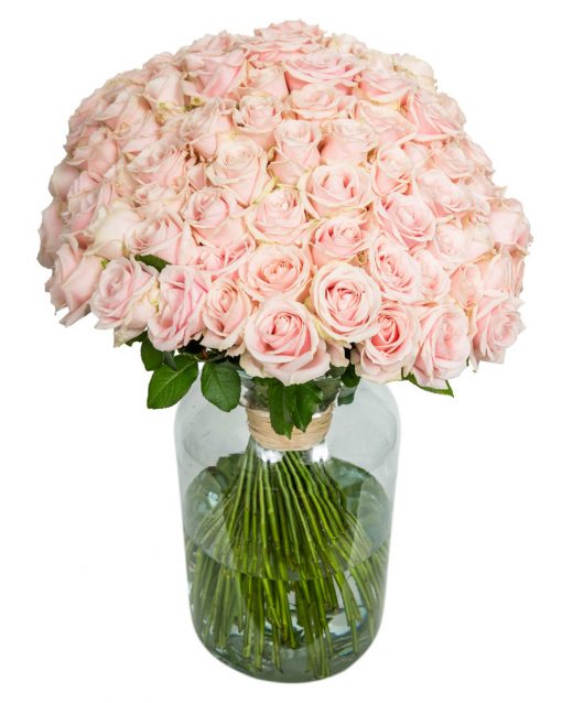 100 Long Stemmed Soft Pink Roses - Fresh Pink Roses, Pink Roses, Pink Roses Bouquet, 100 Pink Roses, Pale Pink Roses, Pink Rose Bouquet, Sweet Avalanche Roses, Pink Roses Delivery