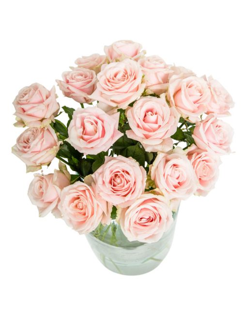 24 Long Stemmed Soft Pink Roses - Fresh Pink Roses, Pink Roses, Pink Roses Bouquet, 24 Pink Roses, Pale Pink Roses, Pink Rose Bouquet, Sweet Avalanche Roses, Pink Roses Delivery