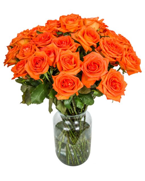 36 Long Stemmed Orange Roses – 36 Orange Roses, Fresh Orange Roses, Orange Roses Delivery UK, Orange Roses Bouquet, Orange Roses UK, Orange Roses Delivery, Orange Rose Bouquet