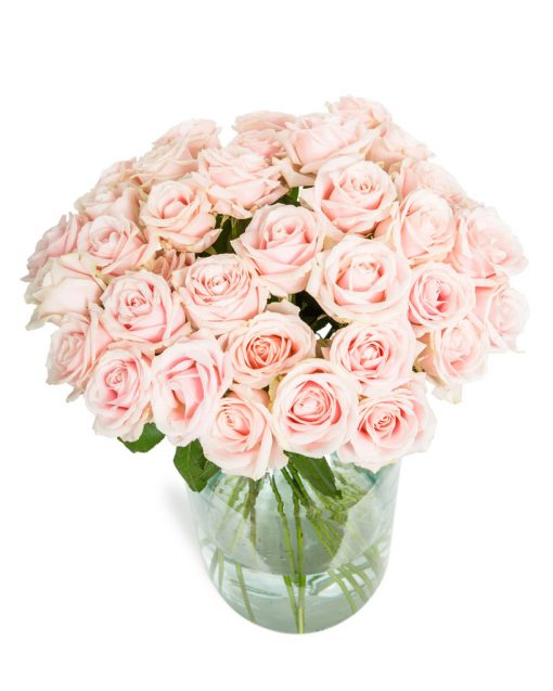 36 Long Stemmed Soft Pink Roses - Fresh Pink Roses, Pink Roses, Pink Roses Bouquet, 36 Pink Roses, Pale Pink Roses, Pink Rose Bouquet, Sweet Avalanche Roses, Pink Roses Delivery