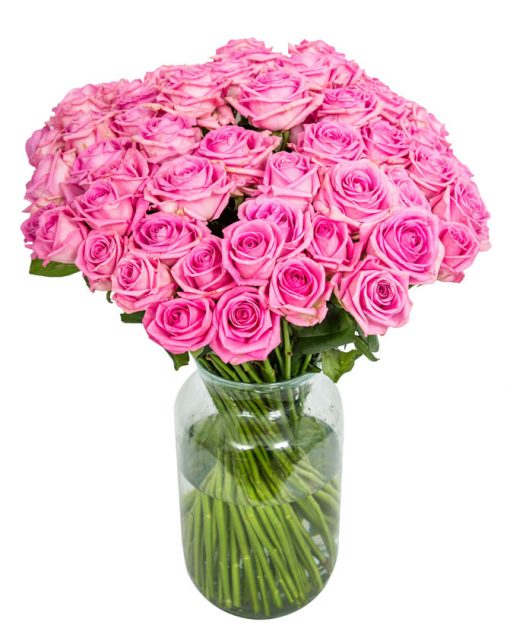 50 Long Stemmed Pink Roses - Fresh Pink Roses, Pink Roses, Pink Roses Bouquet, 50 Pink Roses, Order Pink Roses, Pink Rose Bouquet, Aqua Roses, Pink Roses Delivery, Bright Pink Roses, Send Pink Roses