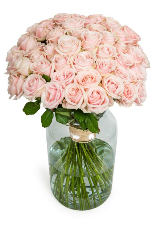 60 Long Stemmed Soft Pink Roses - Fresh Pink Roses, Pink Roses, Pink Roses Bouquet, 60 Pink Roses, Pale Pink Roses, Pink Rose Bouquet, Sweet Avalanche Roses, Pink Roses Delivery