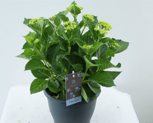 Subscription Plants - Hydrangea - Image 2