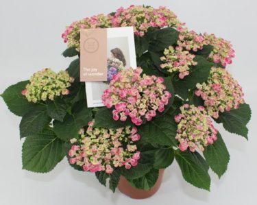 Hydrangea Mac Curly Wurly