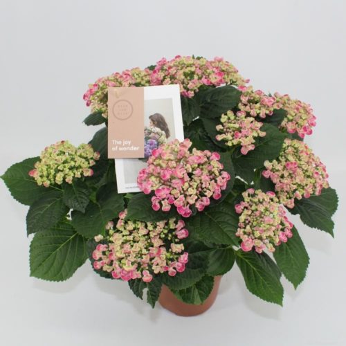 Hydrangea Mac Curly Wurly