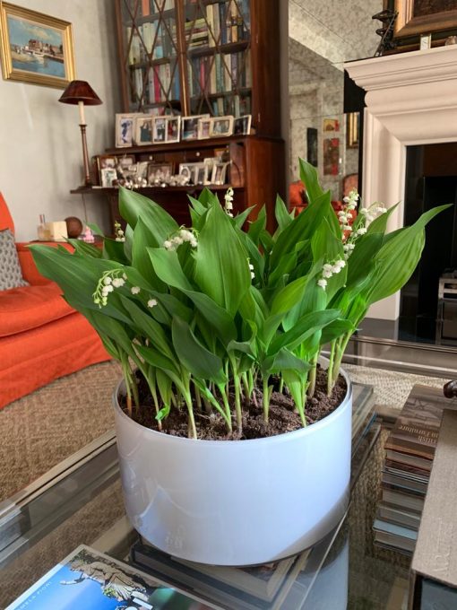 Lilly of the Valley Display