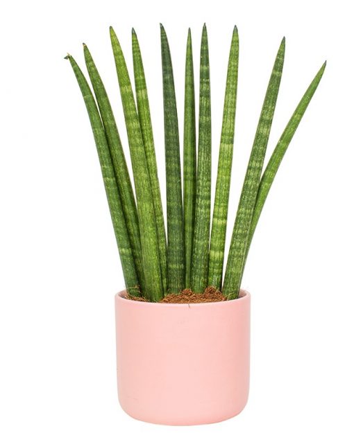 Potted Sansevieria Cylindrica - Snake Plant