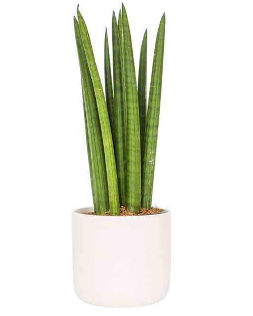 Potted Sansevieria Cylindrica - Snake Plant - Image 4