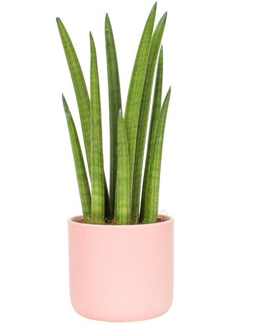 Potted Sansevieria Cylindrica - Snake Plant - Image 3