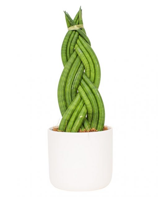 Potted Sansevieria Cylindrica - Snake Plant - Image 2