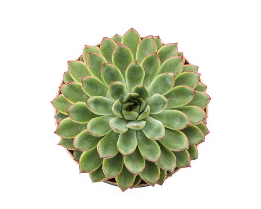 Succulent Plant Selection - Image 23