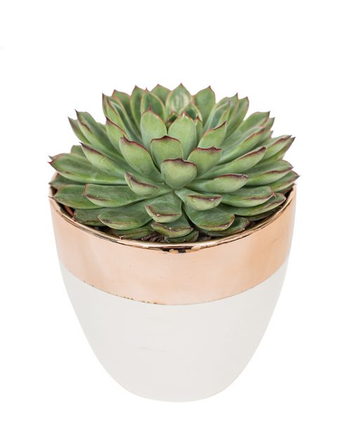 Succulent Plant Selection - Image 22