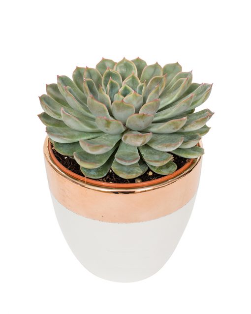 Succulent Plant Selection - Image 19