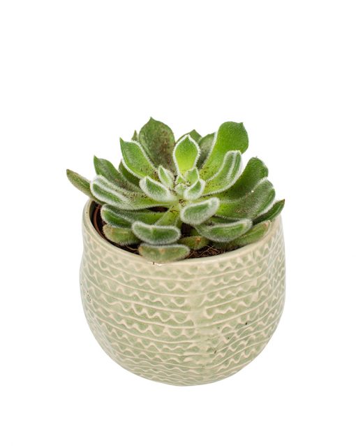 Succulent Plant Selection - Image 17