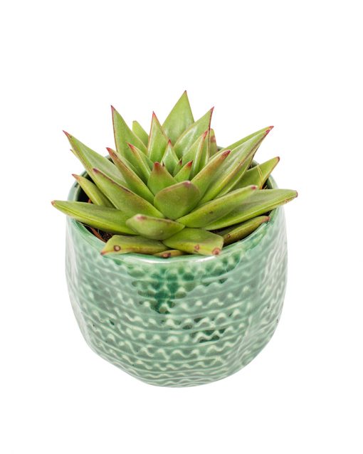 Succulent Plant Selection - Image 16