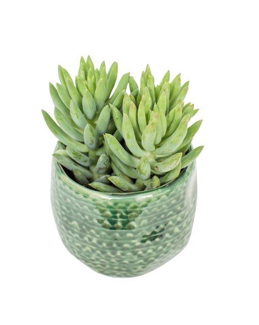 Succulent Plant Selection - Image 15