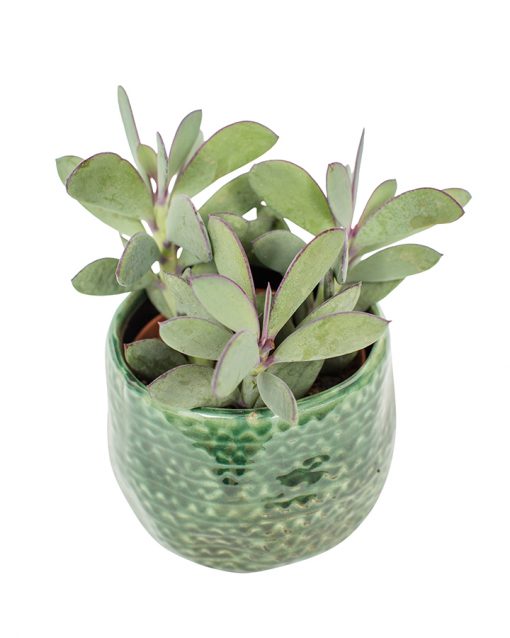 Succulent Plant Selection - Image 14