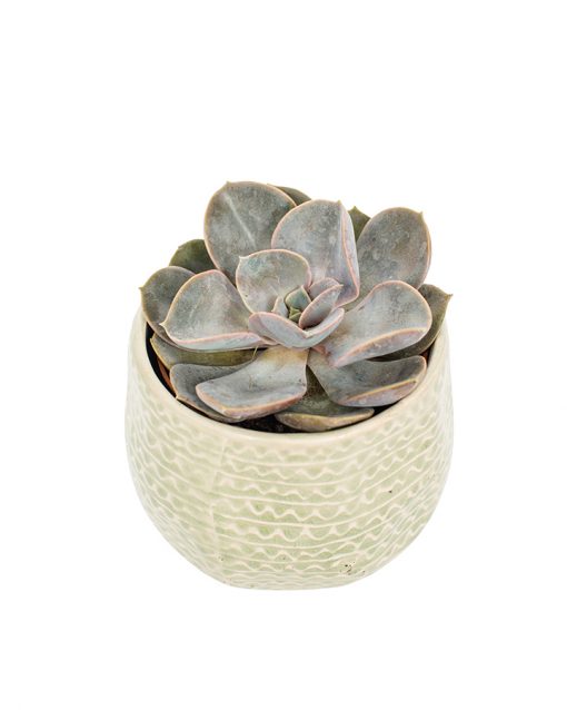 Succulent Plant Selection - Image 13