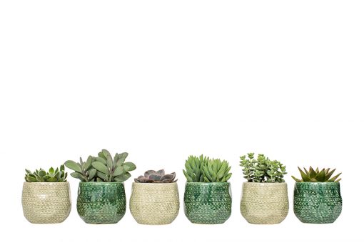 Succulent Plant Selection - Image 4