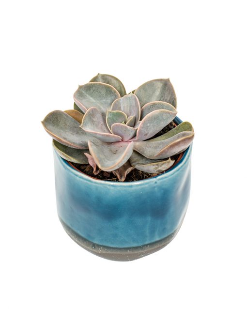 Succulent Plant Selection - Image 12